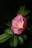Rosa rugosa 'Fru Dagmar Hastrup' RCP5-09 012.jpg